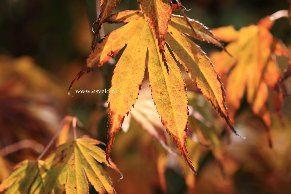 Acer palmatum 'Shikage ori nishiki'