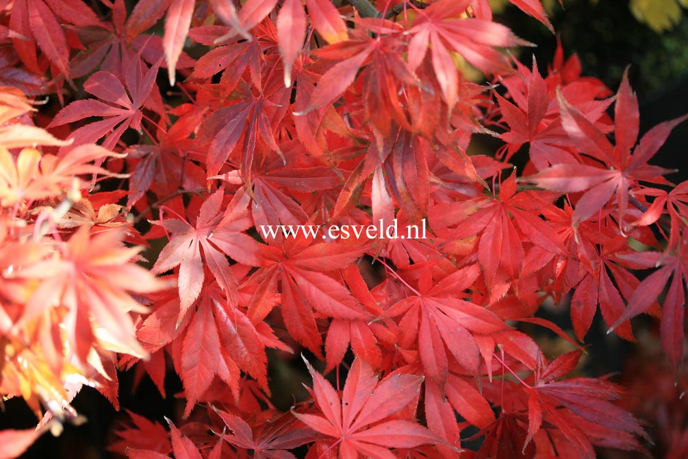 Acer palmatum 'Westonbirt Red'