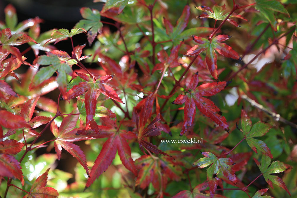 Acer palmatum 'Komachi hime'