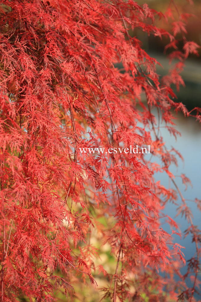 Acer palmatum 'Emerald Lace'