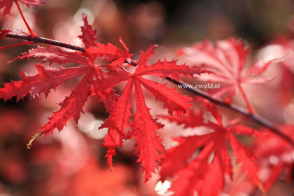 Acer palmatum 'Ariadne'