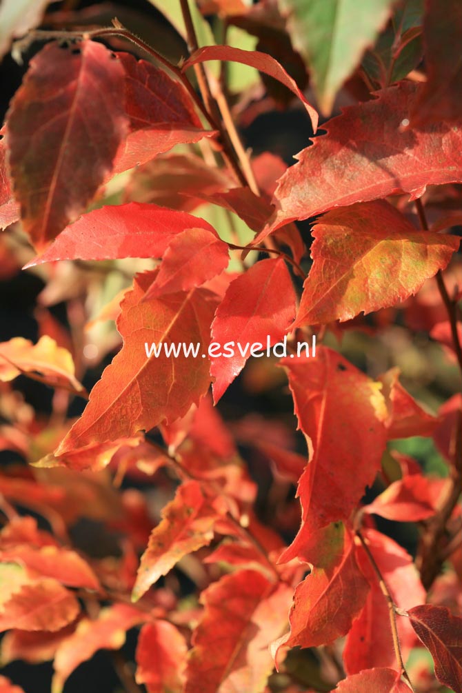 Stewartia monadelpha