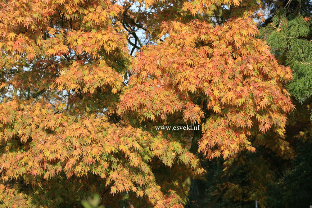 Acer palmatum 'Shikage ori nishiki'