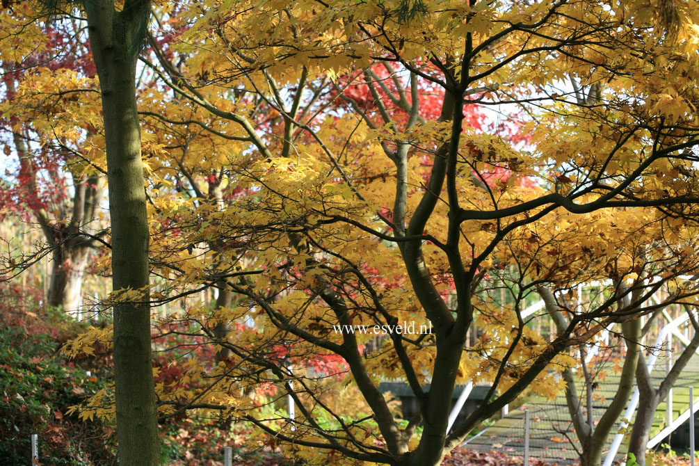 Acer palmatum 'Golden Pond'