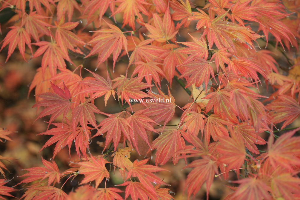 Acer palmatum 'Hessei'