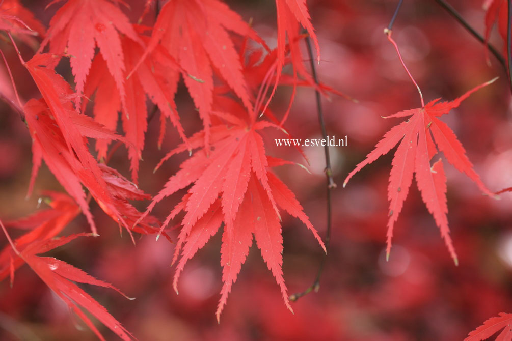 Acer palmatum 'Nicholsonii'