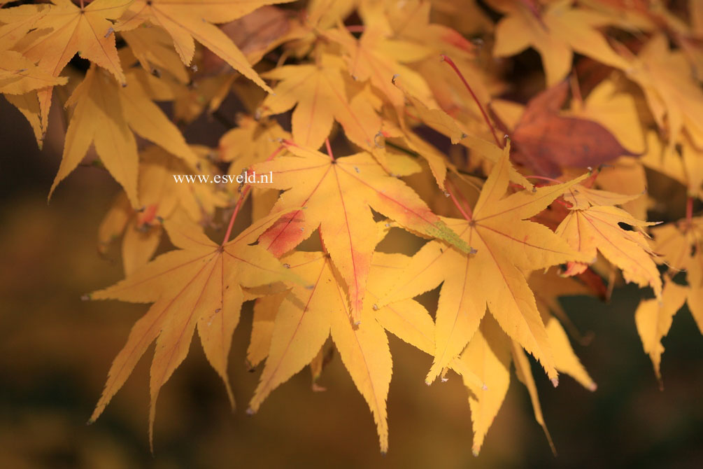 Acer palmatum 'Golden Pond'