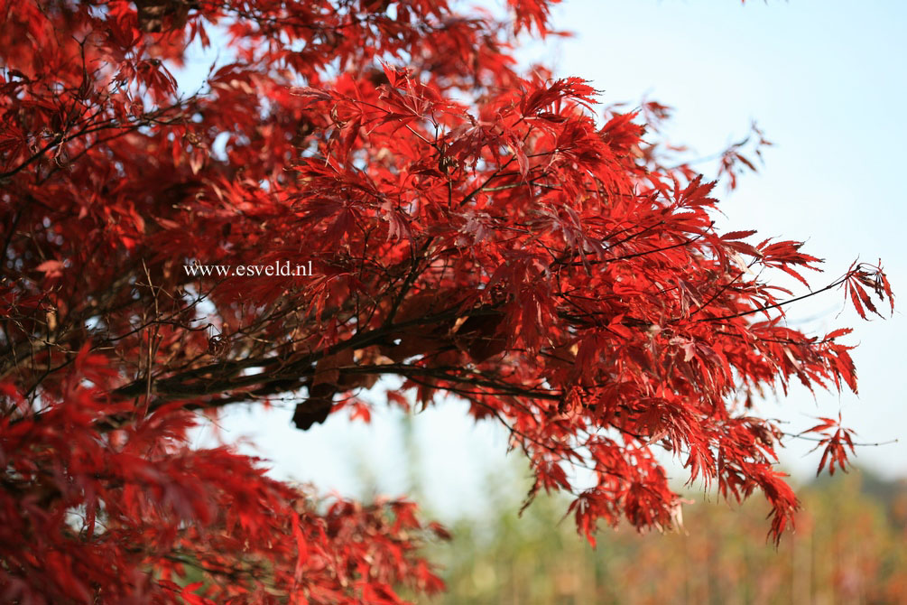 Acer palmatum 'Sherwood Flame'