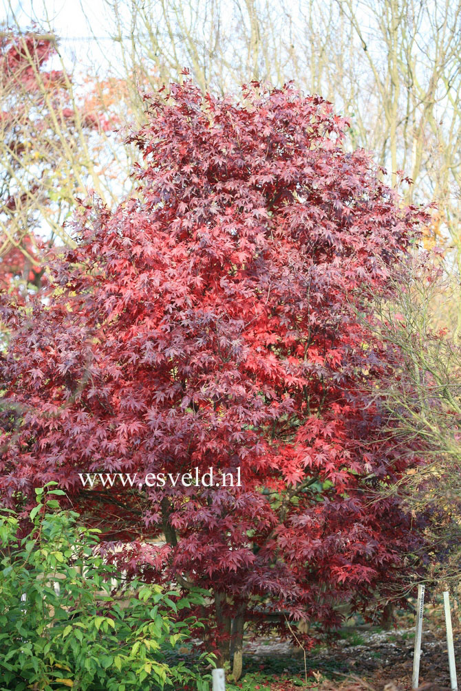 Acer palmatum 'Bloodgood'