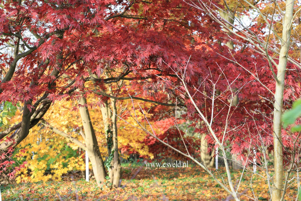 Acer palmatum 'Burgundy Lace'