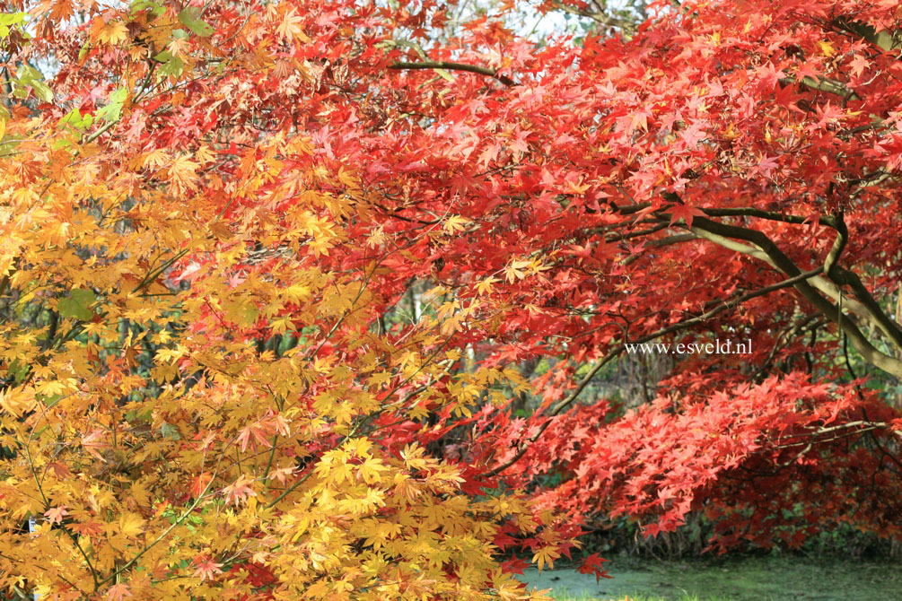 Acer palmatum 'Omato'