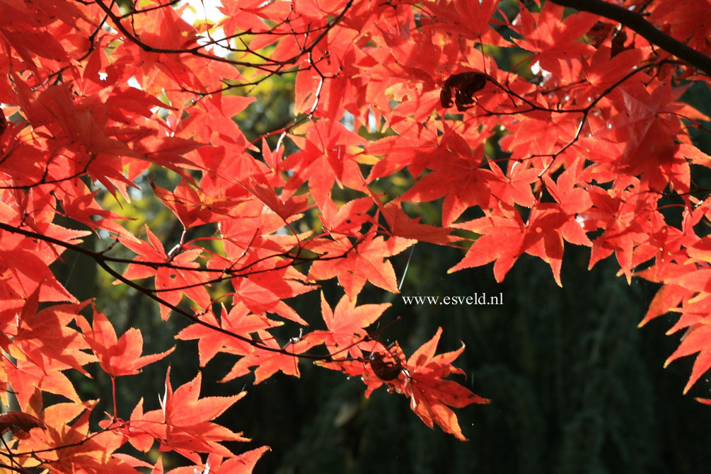 Acer palmatum 'Omato'