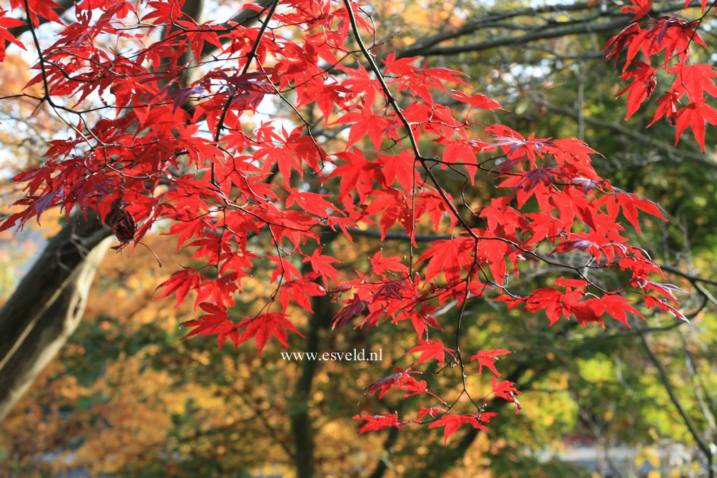 Acer palmatum 'Bloodgood'