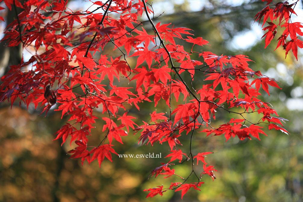 Acer palmatum 'Bloodgood'