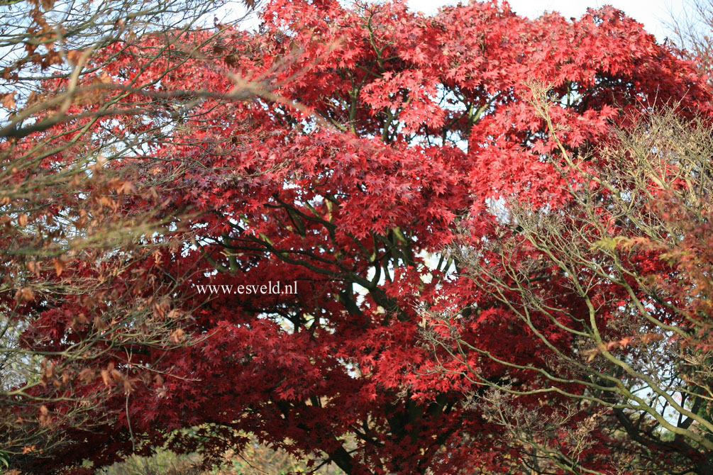 Acer palmatum 'Ohsakazuki'