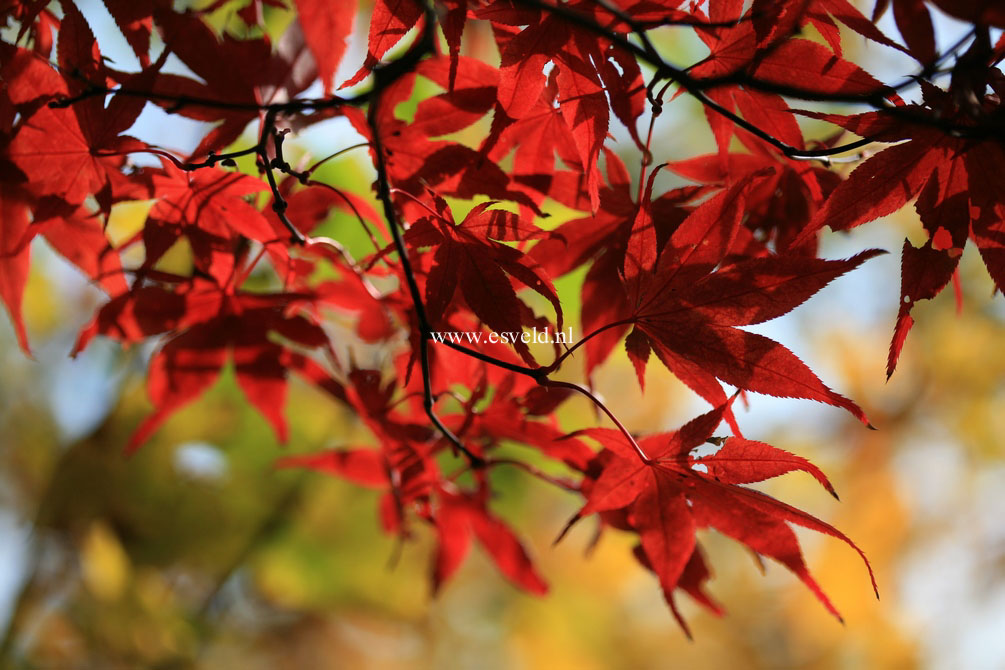 Acer palmatum 'Shohjoh'