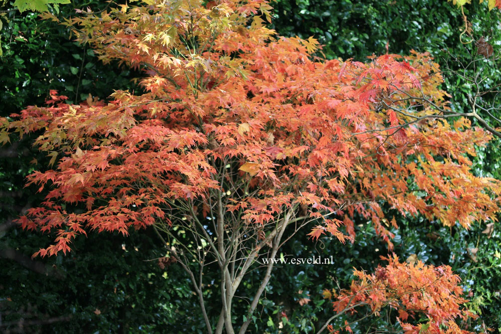 Acer palmatum 'Shichi henge'