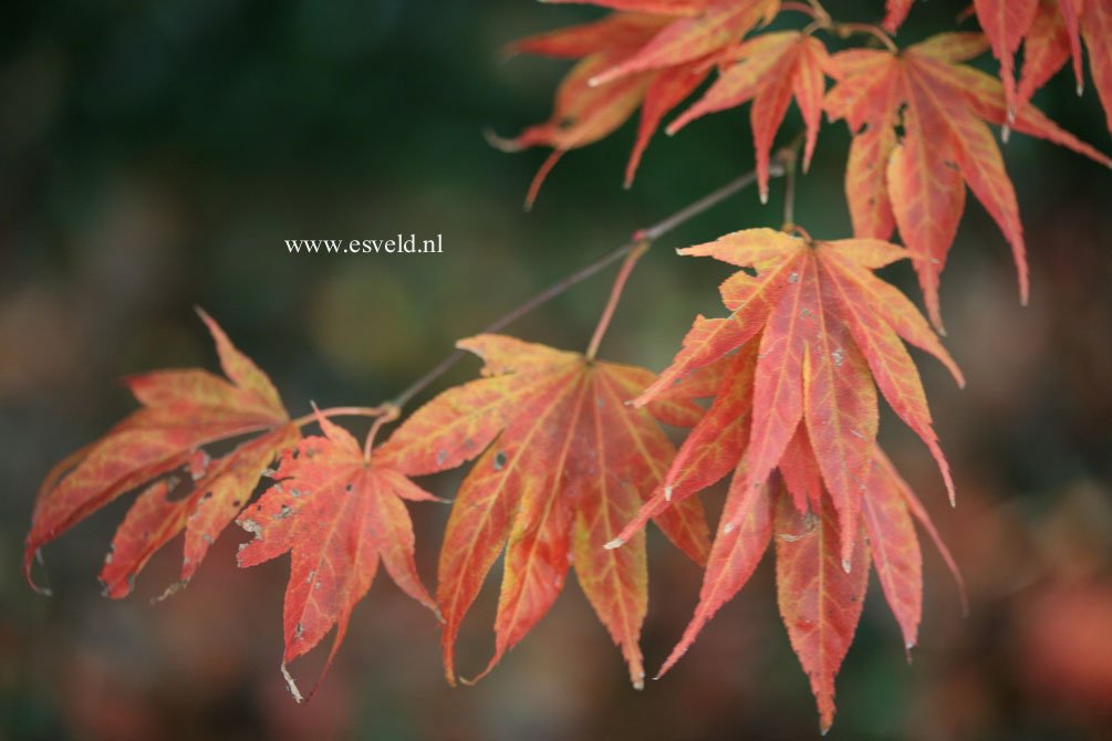 Acer palmatum 'Shichi henge'