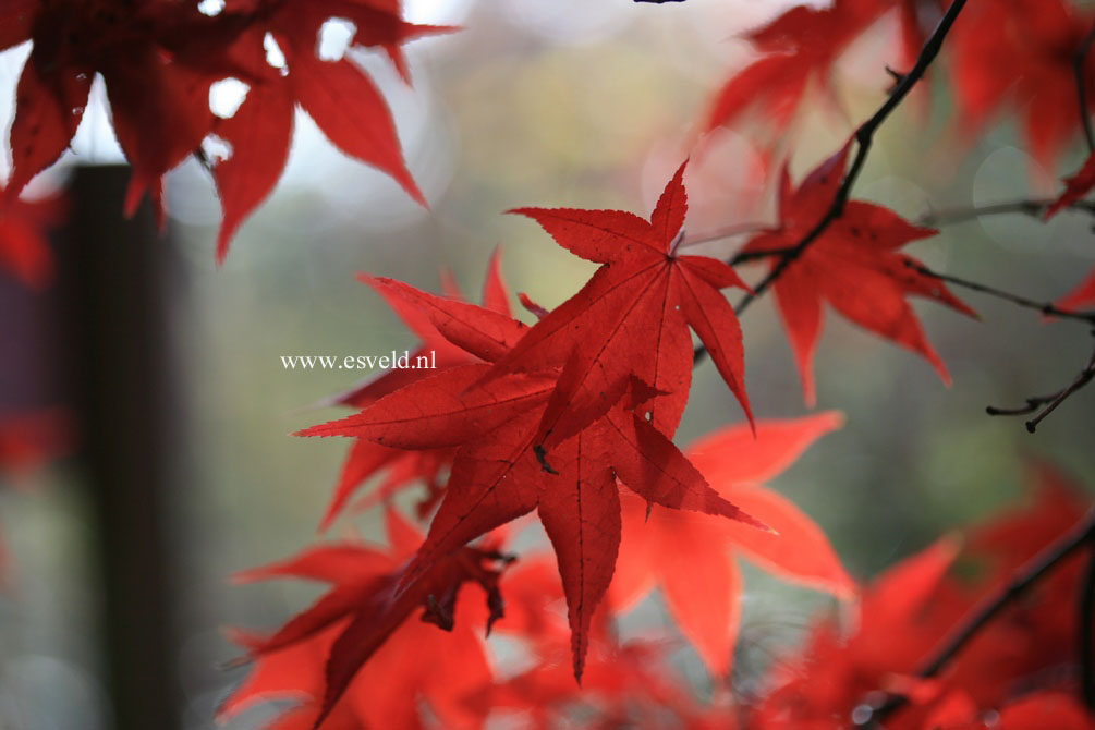 Acer palmatum 'Ohsakazuki'