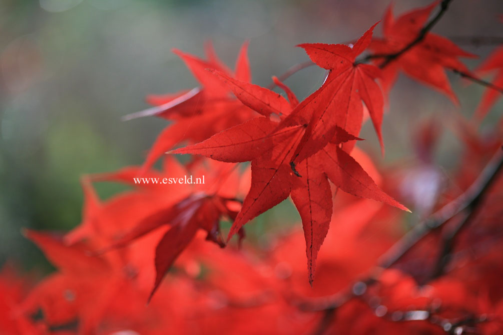 Acer palmatum 'Ohsakazuki'