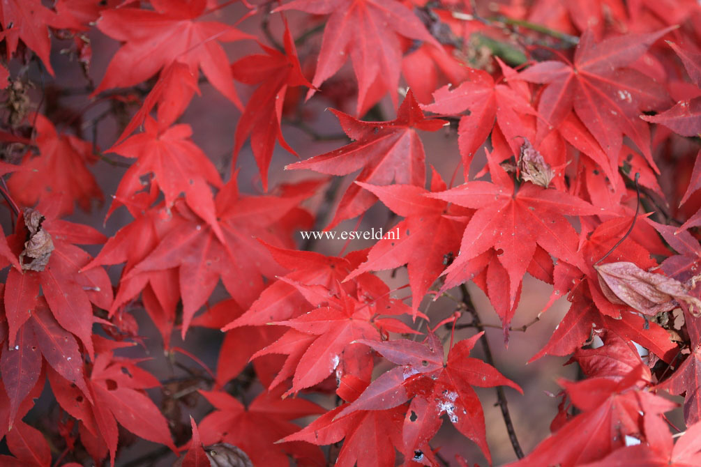 Acer palmatum 'Ohsakazuki'