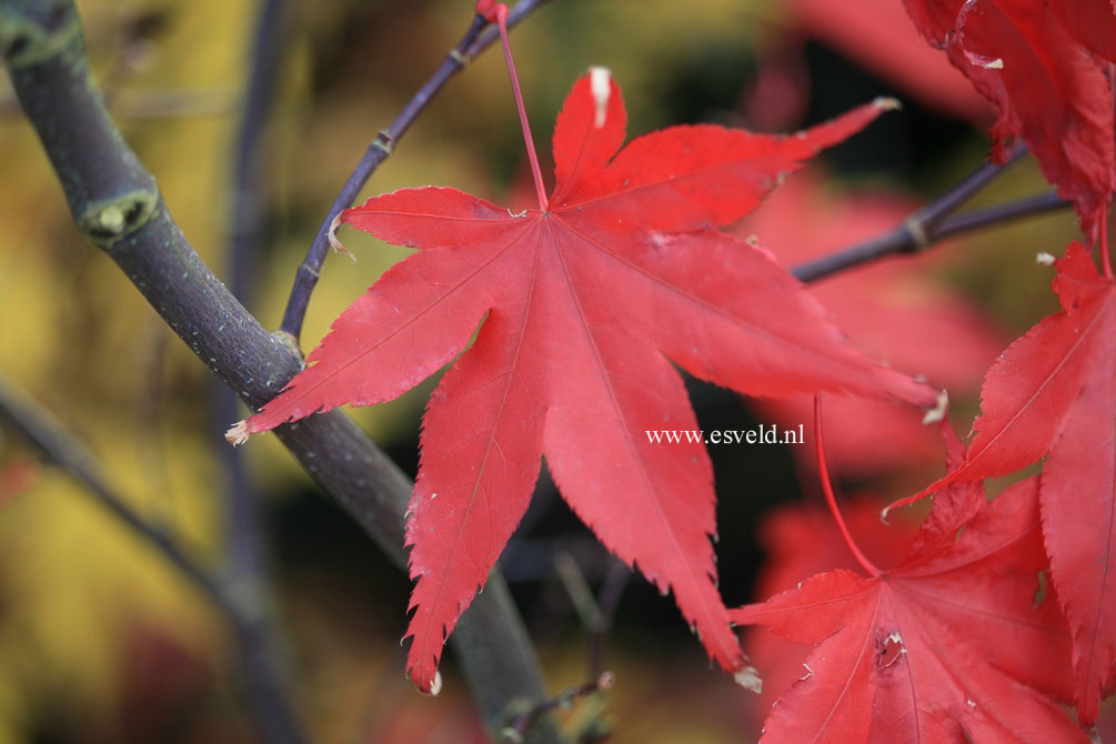 Acer palmatum 'Matsu kubo'