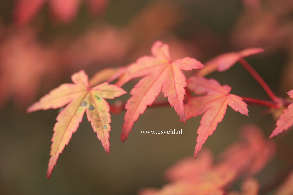 Acer palmatum 'Ruben'