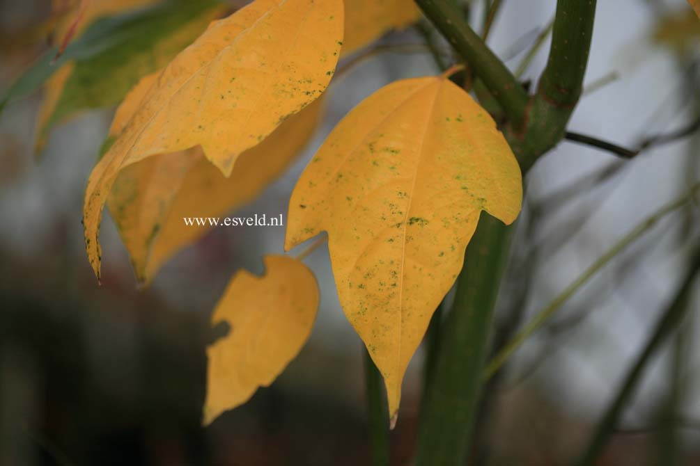 Acer calcaratum