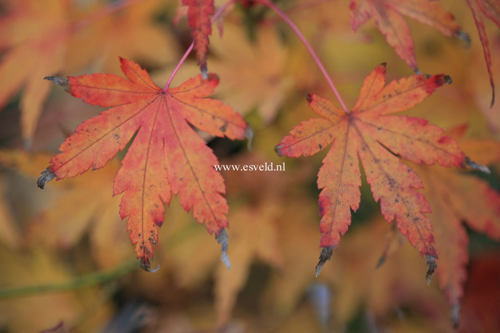 Acer palmatum 'Nukata'