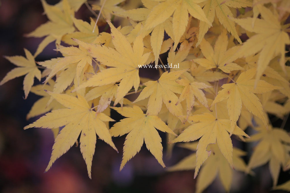 Acer palmatum 'Shidava Gold'