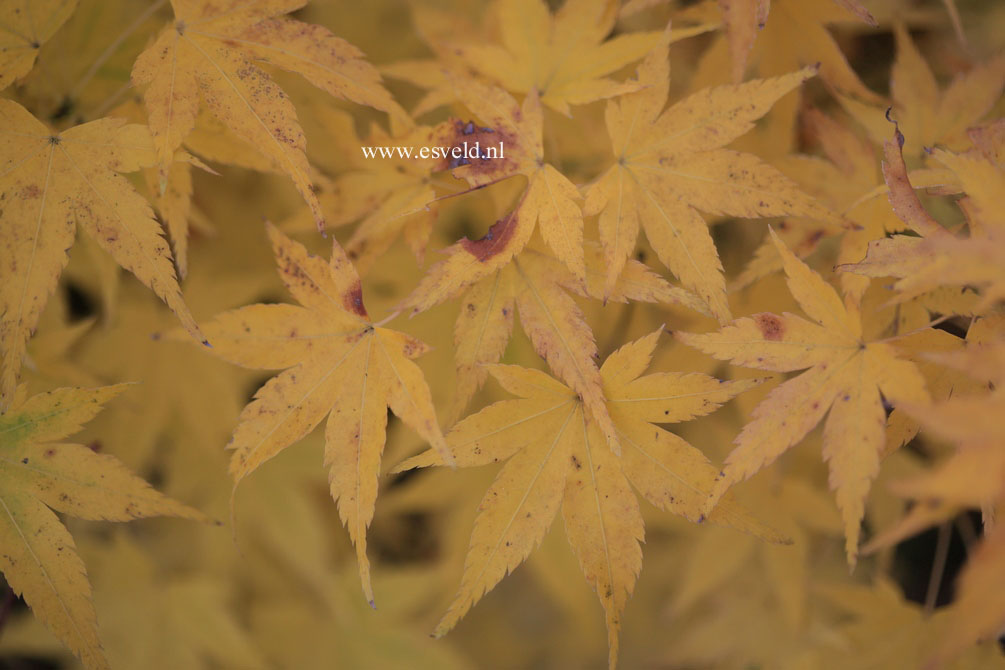 Acer palmatum 'Shidava Gold'