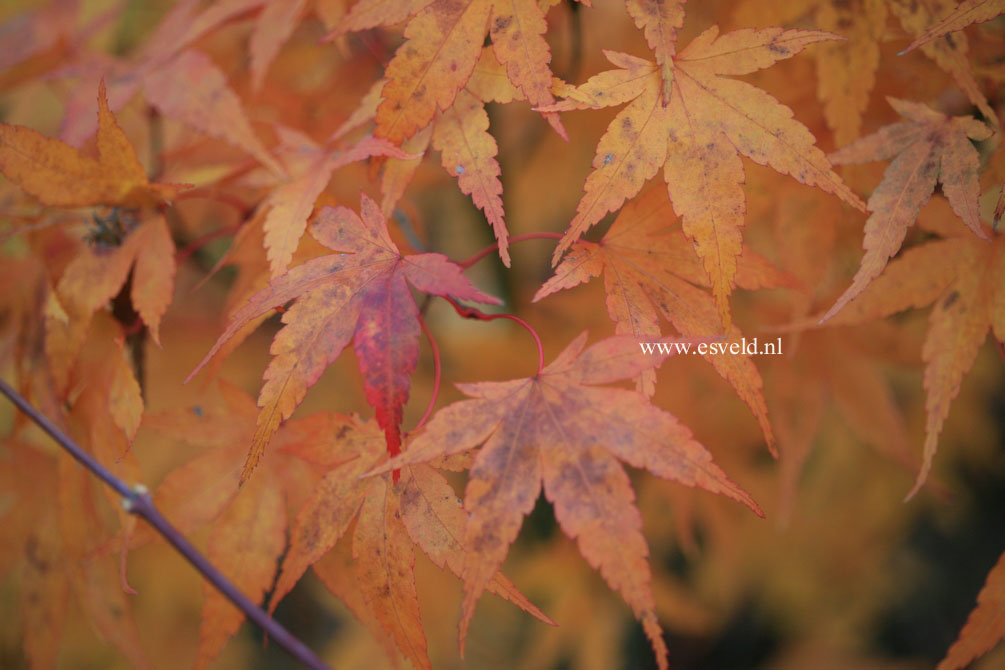 Acer palmatum 'Nishiki gawa'