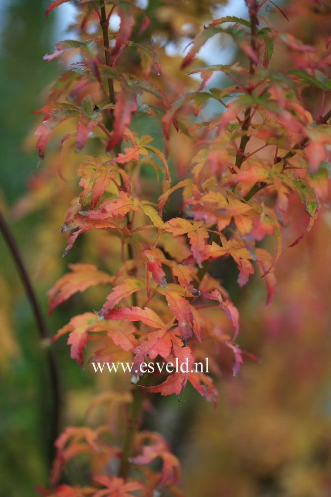 Acer palmatum 'Koto hime'