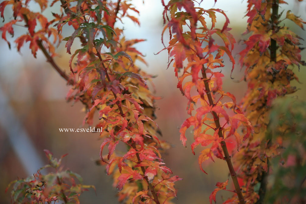 Acer palmatum 'Koto hime'