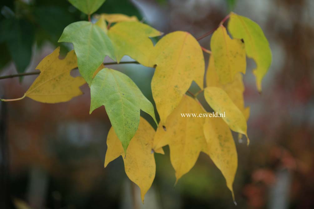 Acer calcaratum