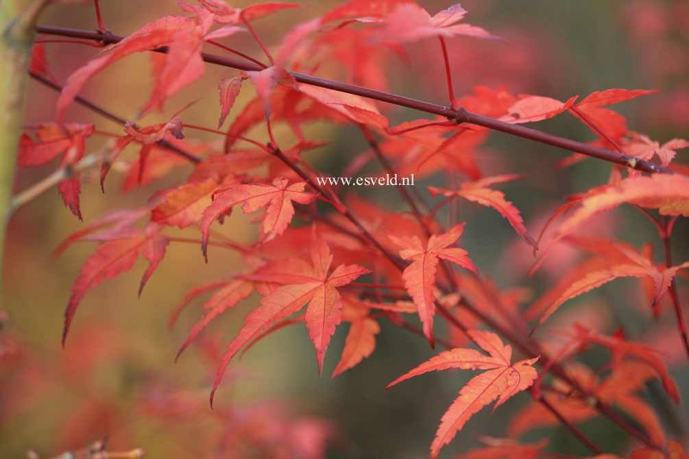 Acer palmatum 'Seigen'