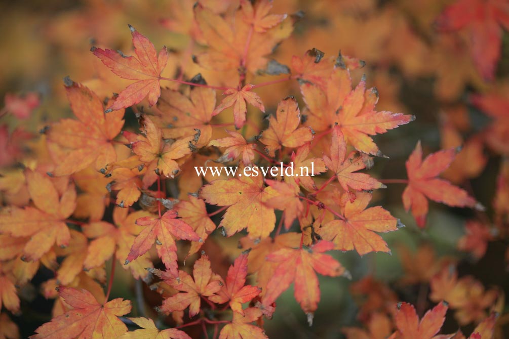 Acer palmatum 'Yatsubusa'
