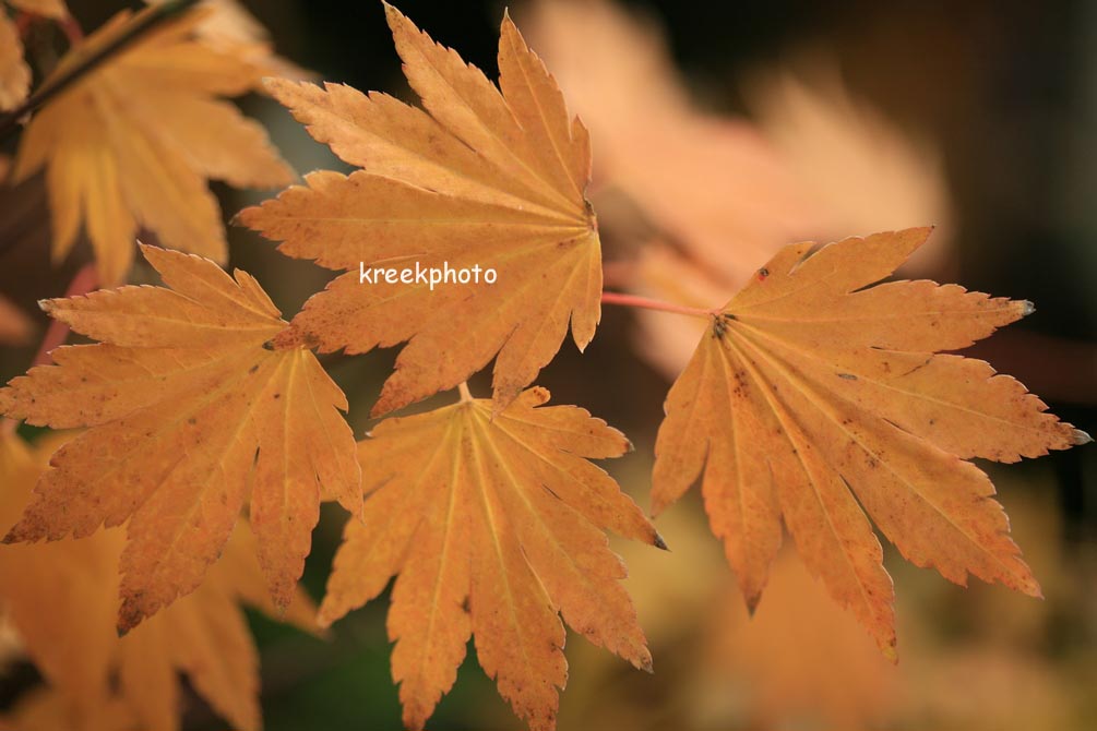 Acer shirasawanum 'Tenuifolium'