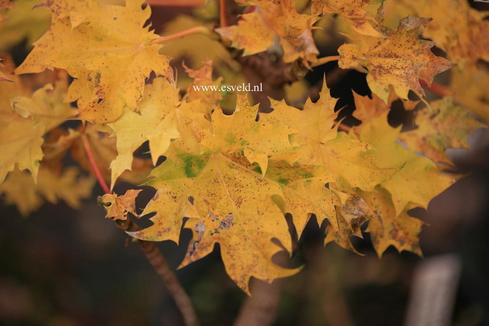 Acer platanoides 'Marit'