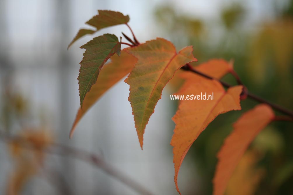 Acer morifolium