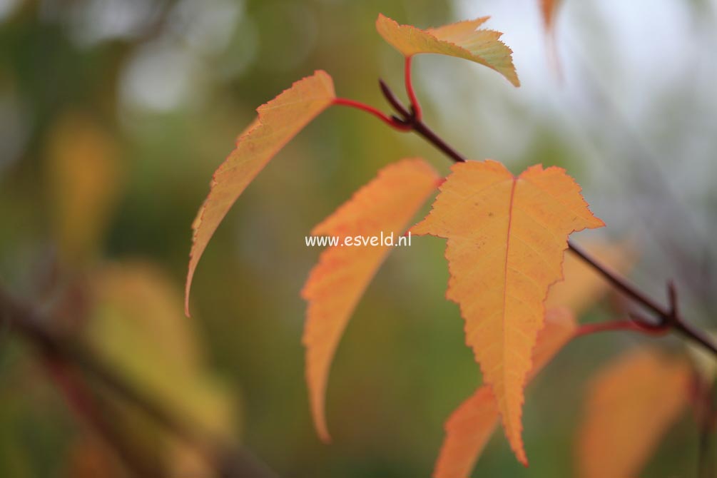 Acer morifolium