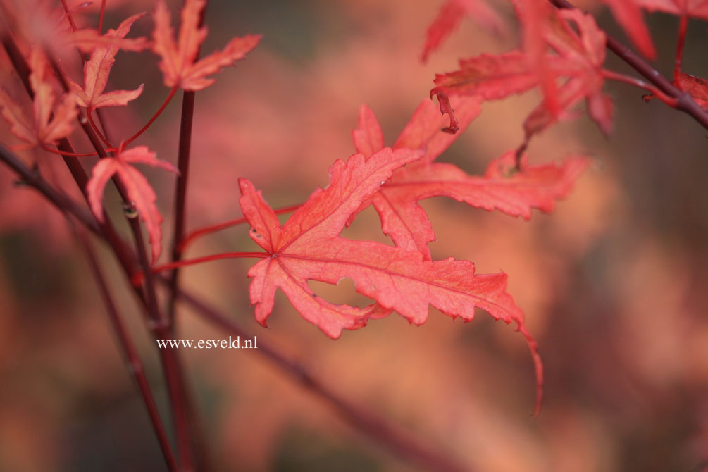 Acer palmatum 'Beni fushigi'