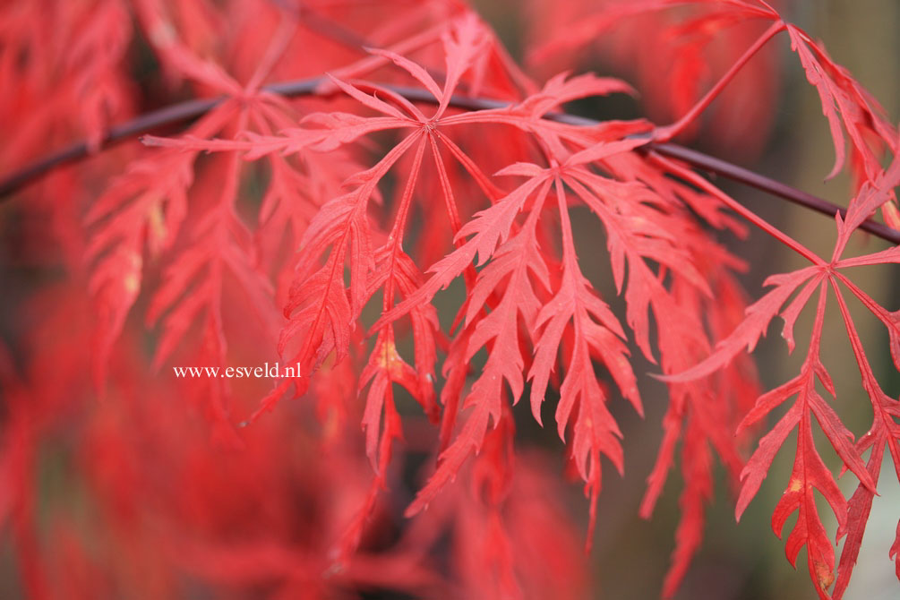 Acer palmatum 'Autumn Fire'