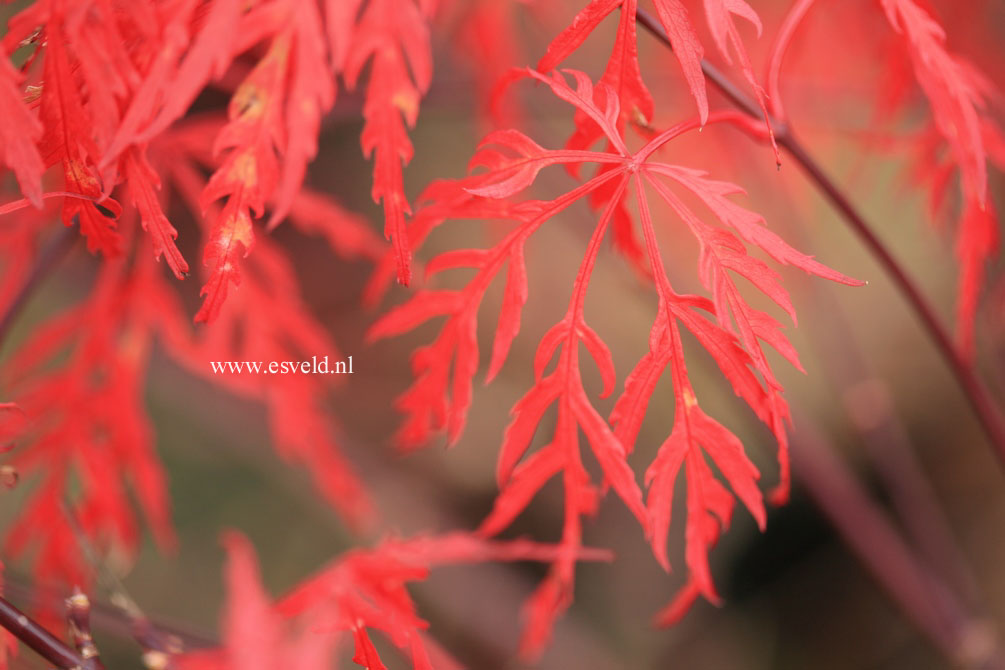 Acer palmatum 'Autumn Fire'