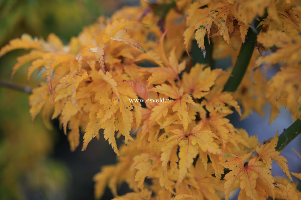 Acer palmatum 'Shishi gashira'