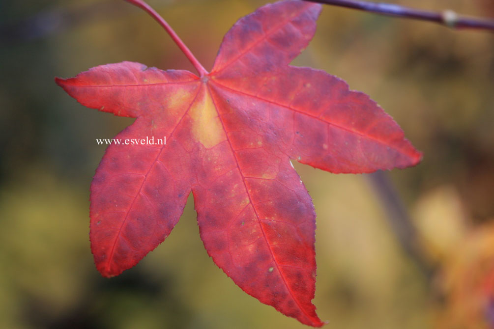 Acer palmatum 'Ichigyo Ji'