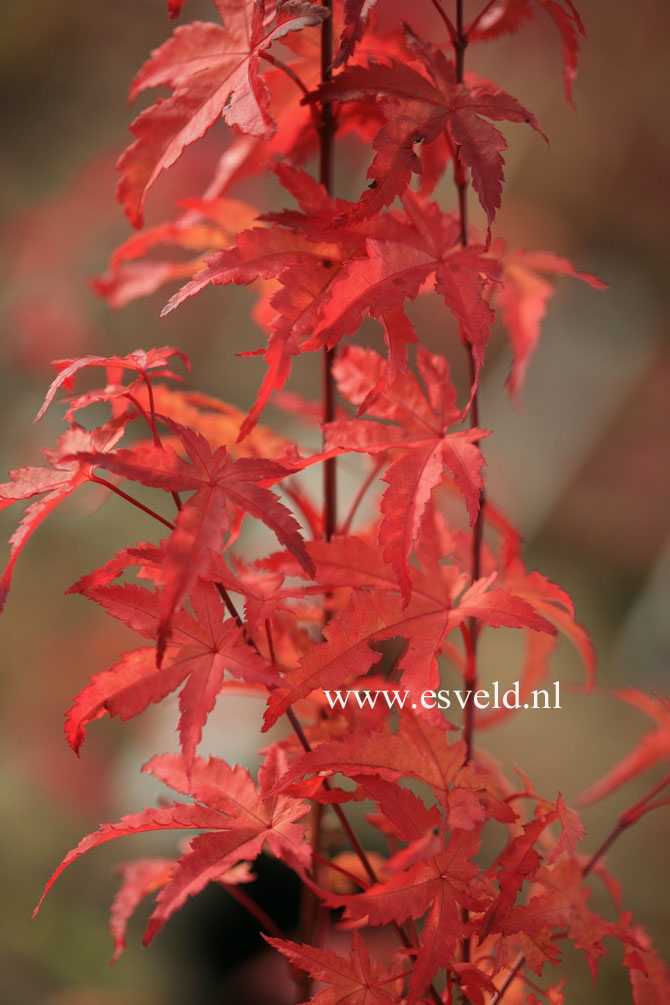 Acer palmatum 'Harusama' (Syohwa Period)