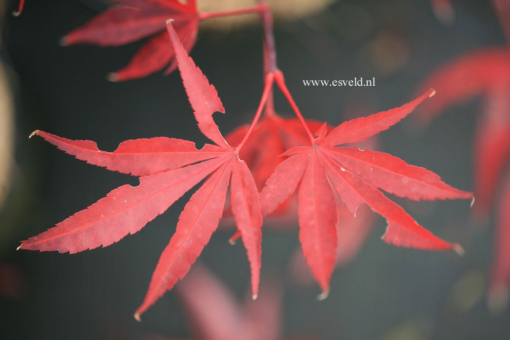 Acer palmatum 'Beni ohtake'