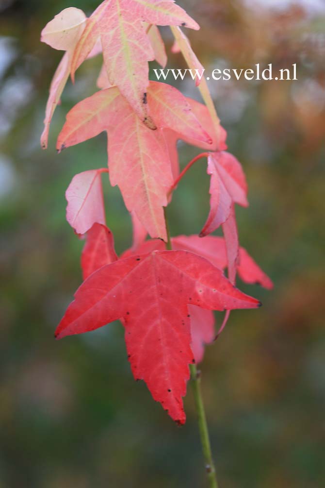 Acer buergerianum 'Hime kaede'