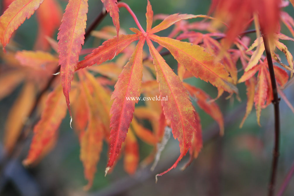 Acer palmatum 'Gentaku'